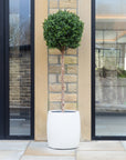 Artificial Buxus Ball Topiary Tree in White Planter