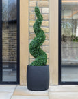 Artificial Buxus Spiral Topiary in Black Planter
