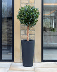 Artificial Laurel Bay Tree in Tall Black Planter