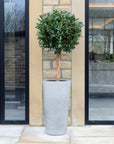 Artificial Laurel Bay Tree in Tall Grey Planter