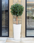 Artificial Laurel Bay Tree in Tall White Planter