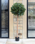 Artificial Laurel Bay Tree in Tall Black Planter