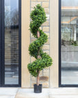 Artificial Buxus Spiral Stem Topiary in White Planter