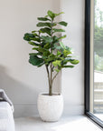 Artificial Fiddle Fig Tree UV/IFV in Royal White Stone Planter