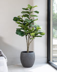 Artificial Fiddle Fig Tree UV/IFV in Royal Anthracite Stone Planter