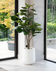 Artificial Fiddle Fig Tree UV/IFV in White Ribbed Planter