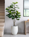 Artificial Fiddle Fig Tree UV/IFV in Antique White Planter