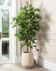 Artificial Ficus Tree UV/IFV in Harrith Beige Planter