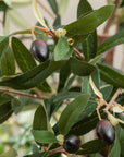 Artificial Olive Tree UV/IFV in Lena Beige Planter