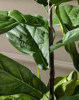 Artificial Fiddle Fig UV/IFV in Gold Metal Planter