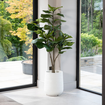 Artificial Fiddle Fig Tree UV/IFV in White Ribbed Planter
