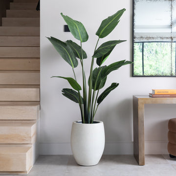 Artificial Bird Of ParaDise Tree UV/IFV in Antique White Planter
