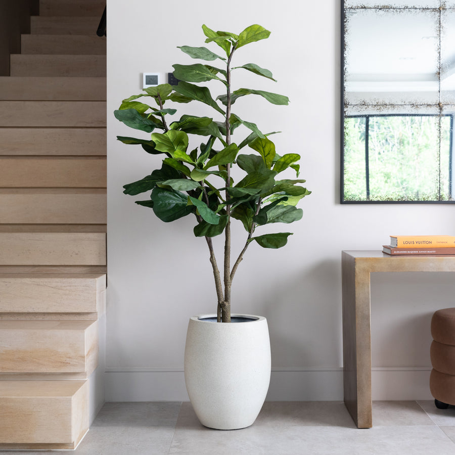 Artificial Fiddle Fig Tree UV/IFV in Antique White Planter