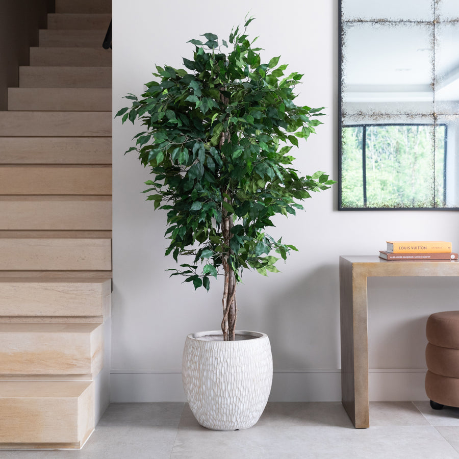 Artificial Ficus Tree UV/IFV in Royal White Stone Planter