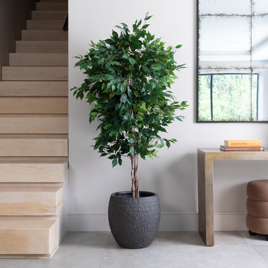 Artificial Ficus Tree UV/IFV in Royal Anthracite Stone Planter