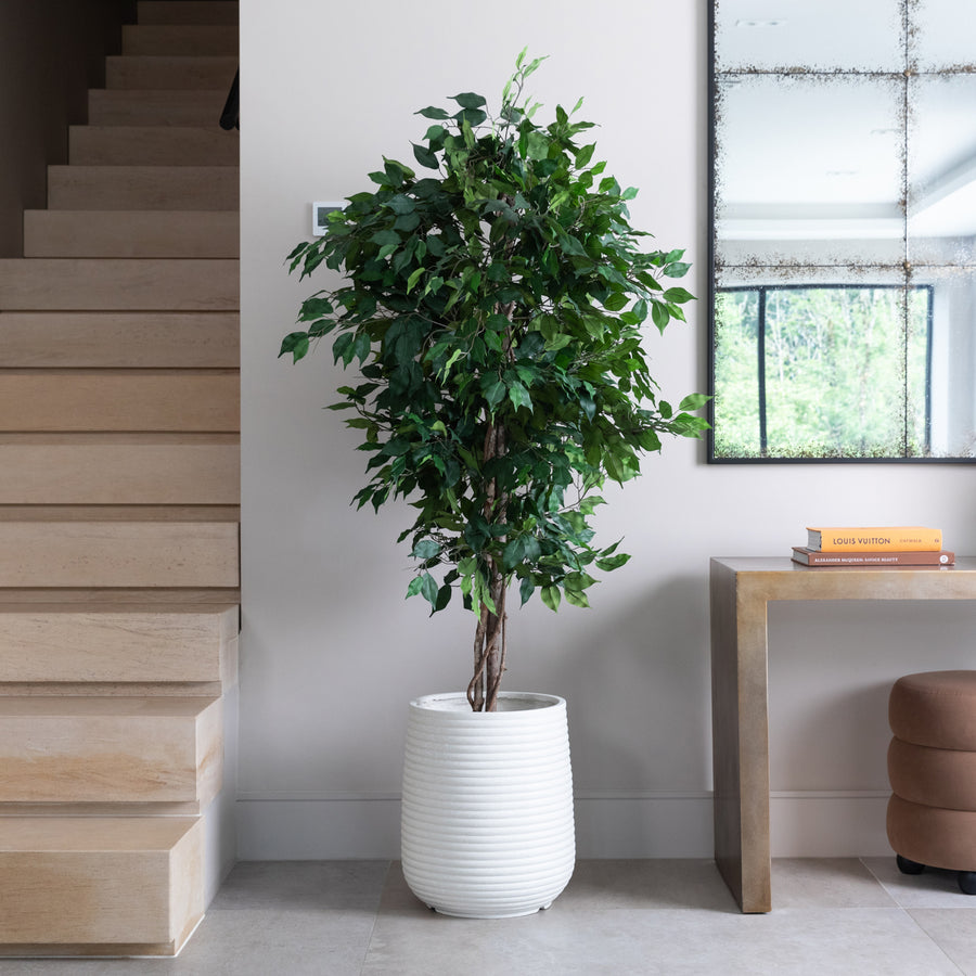 Artificial Ficus Tree UV/IFV in White Ribbed Planter
