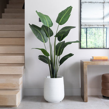 Artificial Bird Of ParaDise Tree UV/IFV in White Ribbed Planter